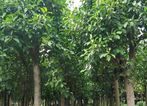 大叶榕树怎么养殖方法和注意事项