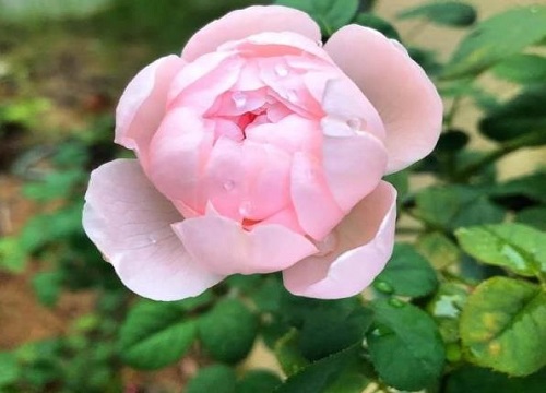 蔷薇生长环境条件及特点