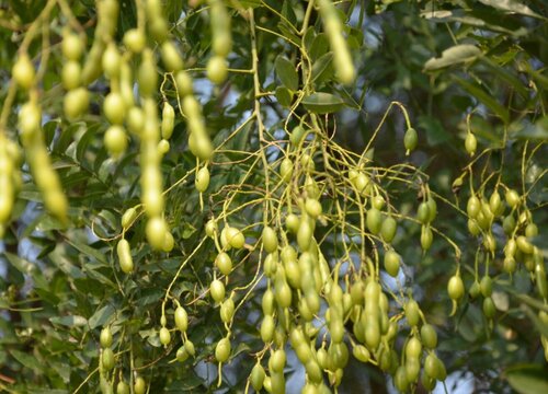 国槐生长环境条件及特点