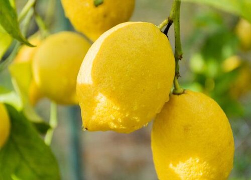 柠檬树生长环境条件及特点