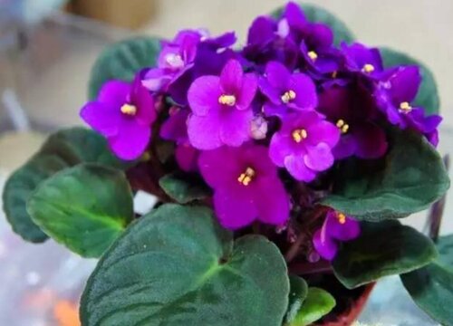 紫罗兰盆栽怎么养殖