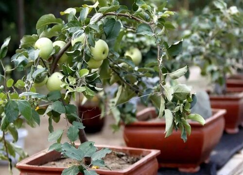 苹果盆栽怎么养殖