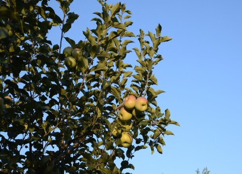 苹果树生长环境条件及特点