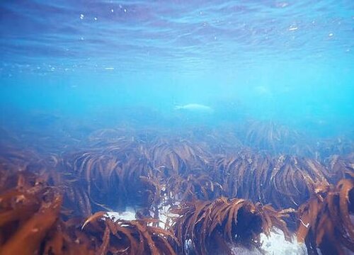 海带生长环境条件及特点