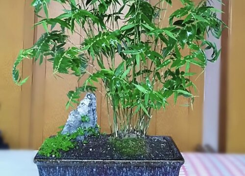 竹子盆栽怎么养殖