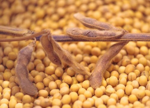 黄豆生长环境条件及特点