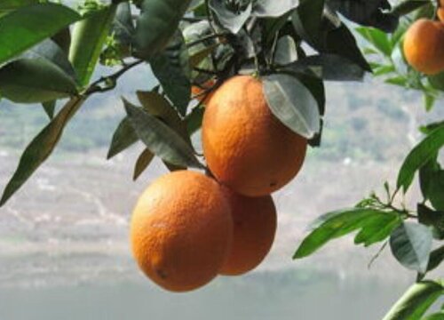 脐橙生长环境条件及特点
