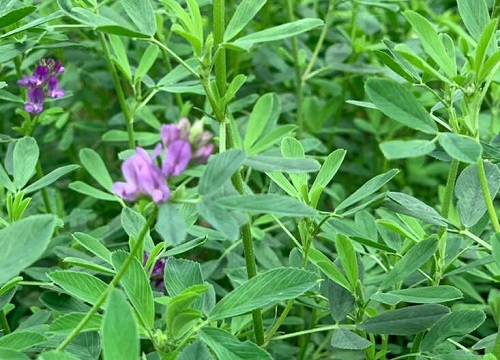 紫花苜蓿生长环境条件及特点 植物说