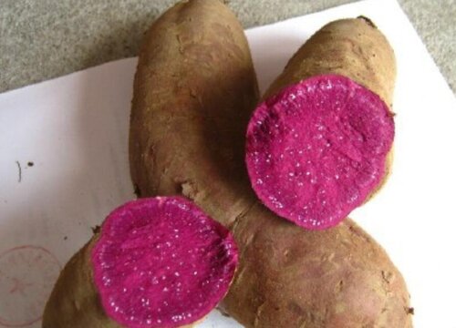 紫薯生长环境条件及特点