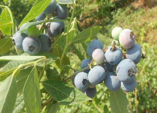 盆栽蓝莓怎么浇水方法