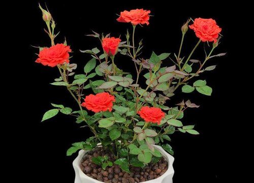 玫瑰花的盆栽怎么养殖方法和注意事项