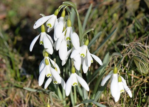 铃兰喜阴还是喜阳 植物说