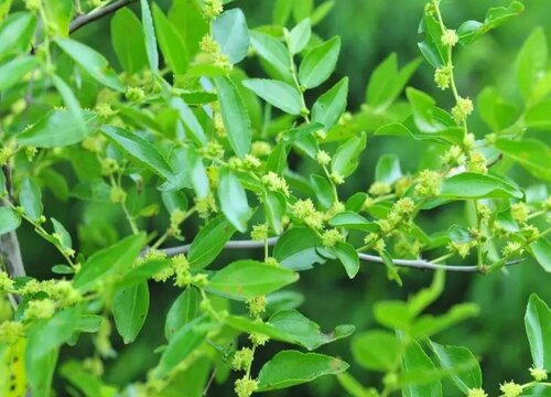 枣树几月份开花图片