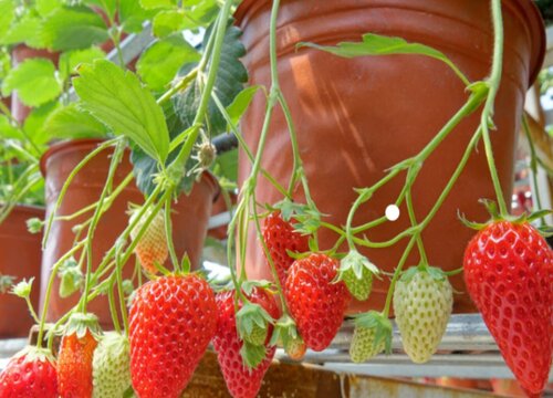 草莓怎么浇水方法