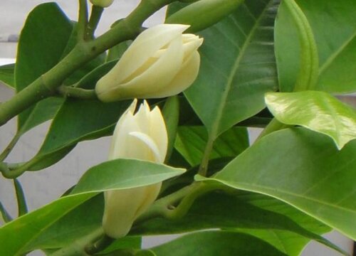 白兰花喜阴还是喜阳