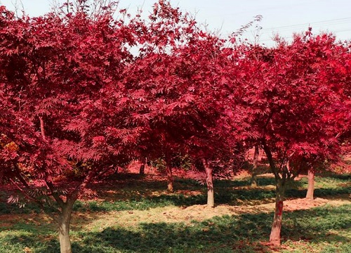 红枫树喜阴还是喜阳