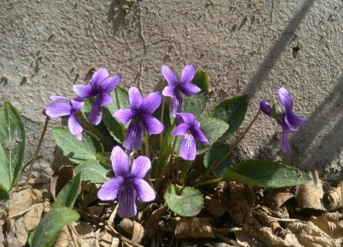 紫花地丁喜阴还是喜阳 植物说