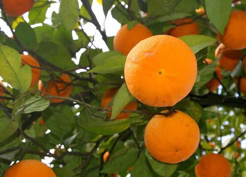 橘子是什么形状