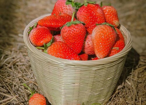 草莓是碳水化合物吗