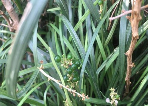 麦冬果实类型 植物说