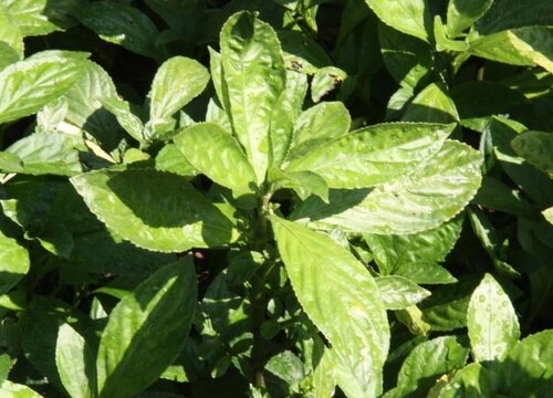 菘蓝果实长什么样