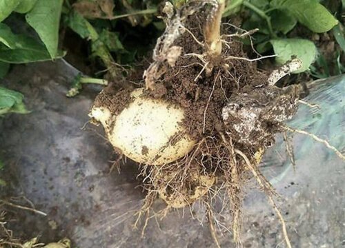 马铃薯有着根状茎,整体呈扁圆形,高度在15
