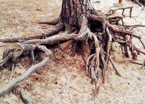 松树的根是什么样子的