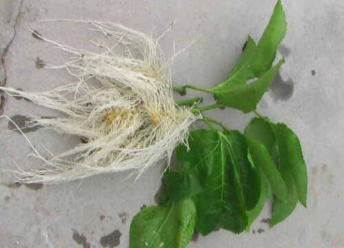 翅果菊的根图片图片