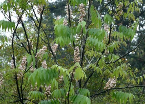 国家二级保护植物有哪些