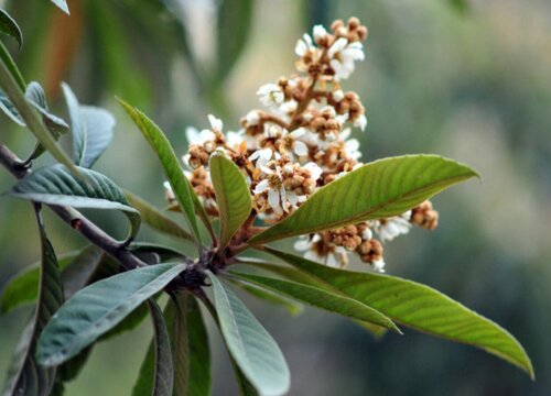 枇杷树开花吗开花什么样子 植物说