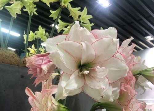 对对红怎么繁殖方法和注意事项 植物说