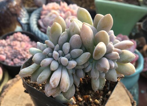 冬美人开花吗 开花什么样子-植物说