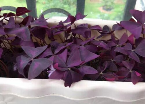 紫色酢浆草怎么繁殖方法和注意事项