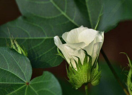 棉花开花吗开花什么样子