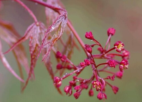 日本红枫怎么繁殖方法和注意事项