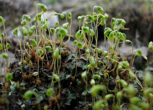 苔藓植物有哪些