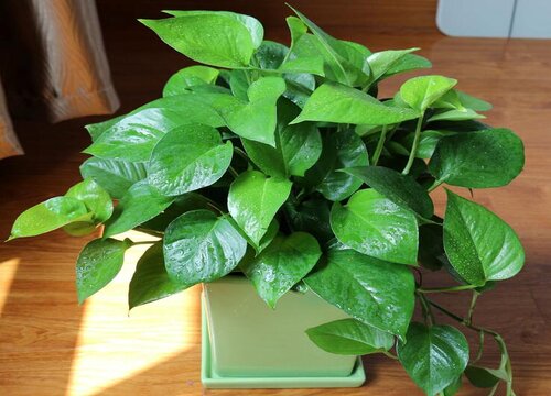 室内除甲醛植物有哪些 植物说