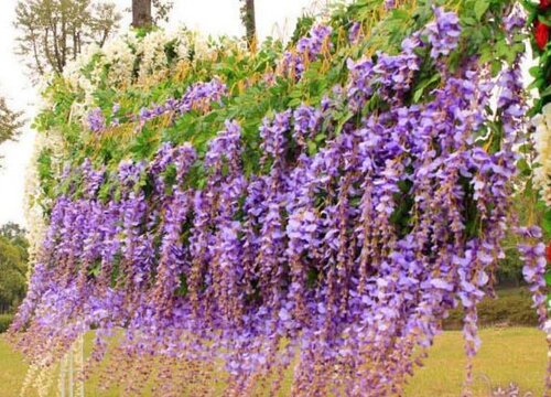 紫藤花是什么颜色的
