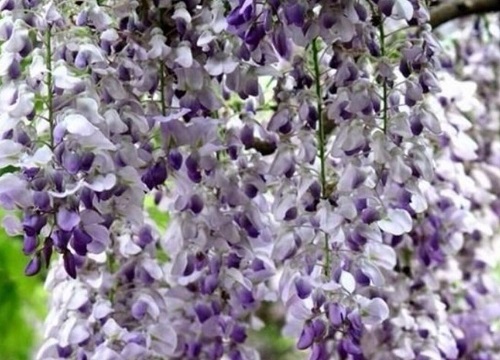 紫藤花是什么颜色的 植物说