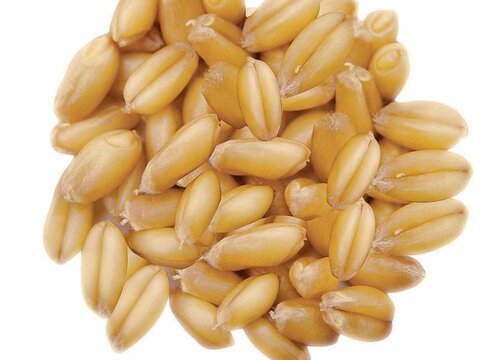 小麦种子怎么吃法