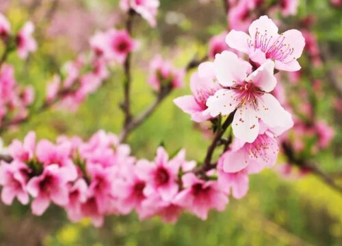 黄桃树花是什么颜色的