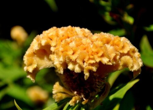 雞冠花是什麼顏色的