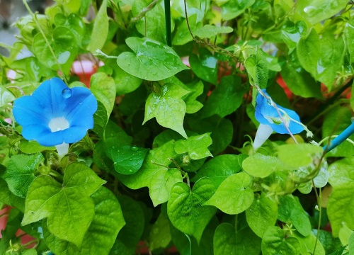 牵牛花是什么颜色的