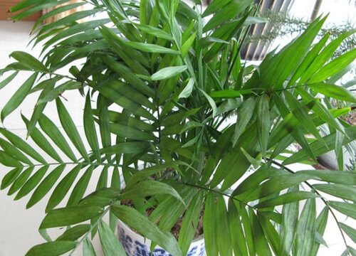夏威夷椰子怎么繁殖方法和注意事项