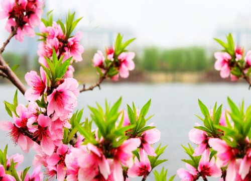 桃树花是什么颜色的