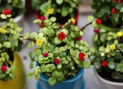 马齿苋怎么繁殖方法和注意事项 植物说