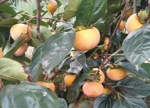 柿子树怎么繁殖方法和注意事项