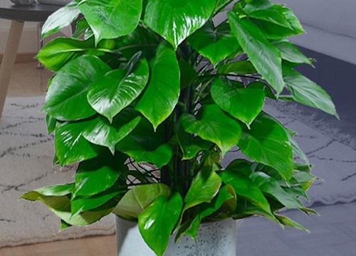 大叶绿萝扦插繁殖剪取生长健壮的大叶绿萝枝条,修剪一下叶子,培育土要