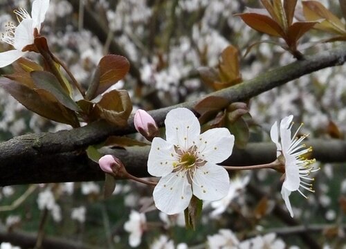 李子花就是櫻桃李果樹上的花朵,通常花朵在春季的4