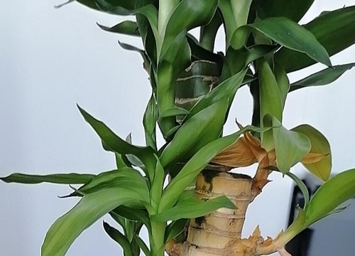 荷花竹怎么水培养殖方法